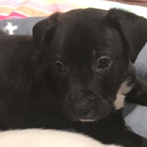 Puppy Cole DL1925