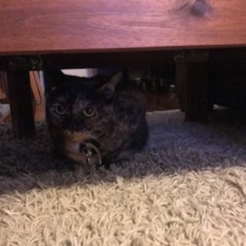 Cleo