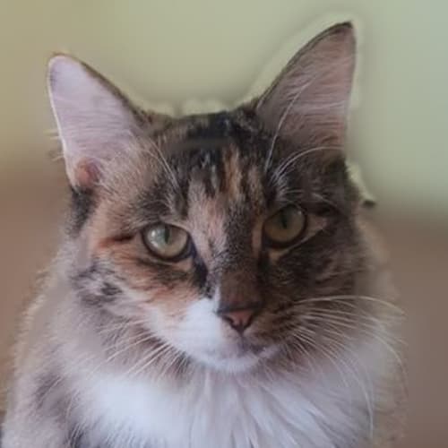 Mia