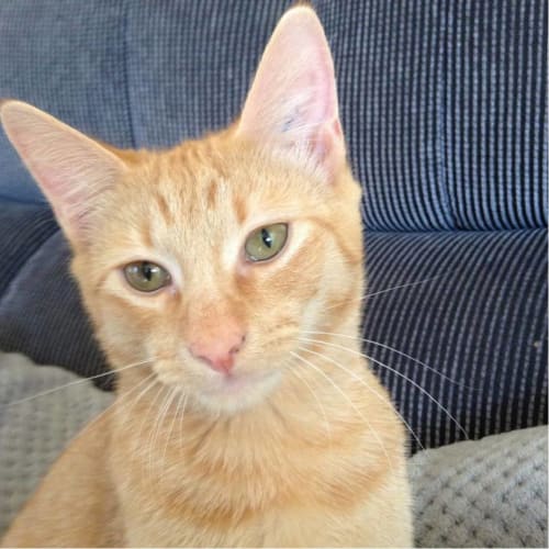 Simon