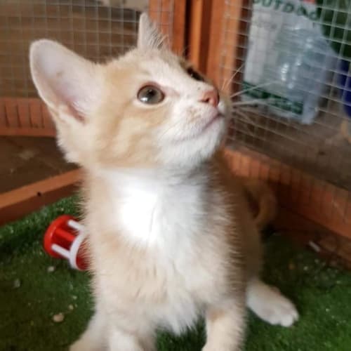 Nacho