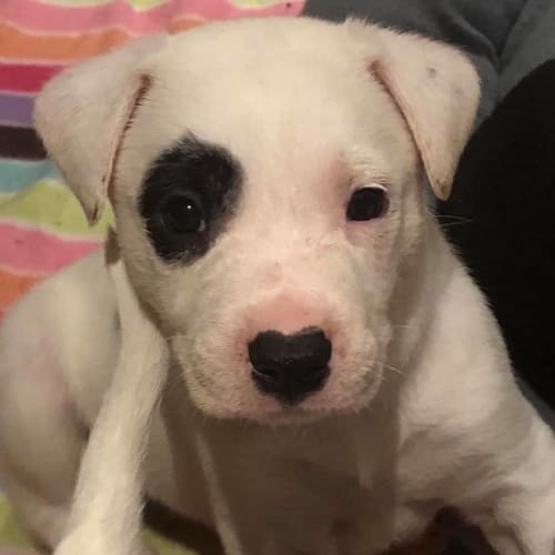 Puppy Patch DL 1929