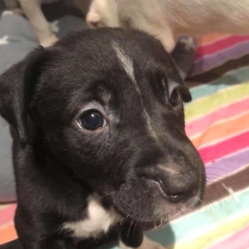 Puppy Nash DL1924