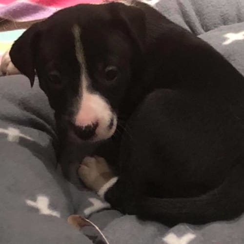 Puppy Opal DL1922