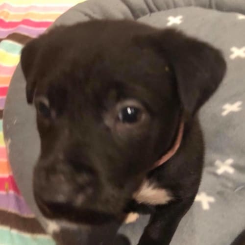 Puppy Shylah DL1926