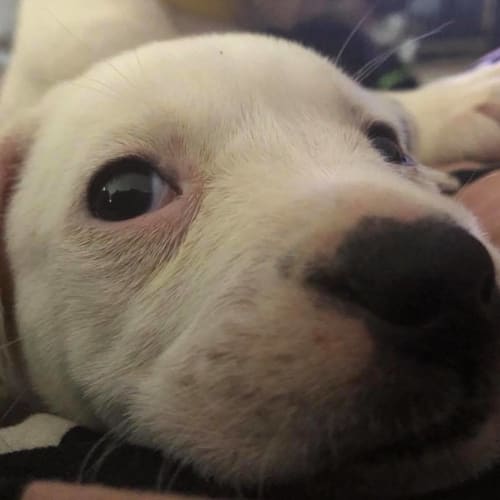Puppy Halle DL1920