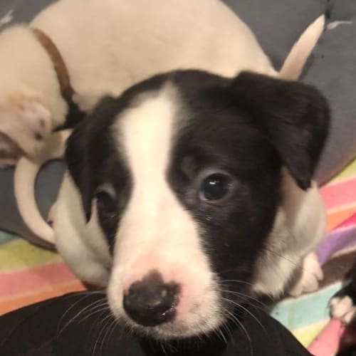 Puppy Iris DL1921