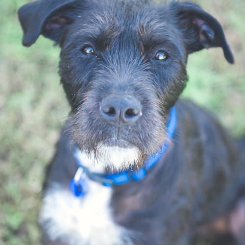 Misty ~ Wolfhound X (on trial 19/7/2018)