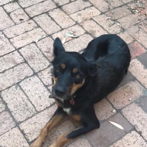 Rupie ~ 2 year old Kelpie X (on trial 14/7/18)