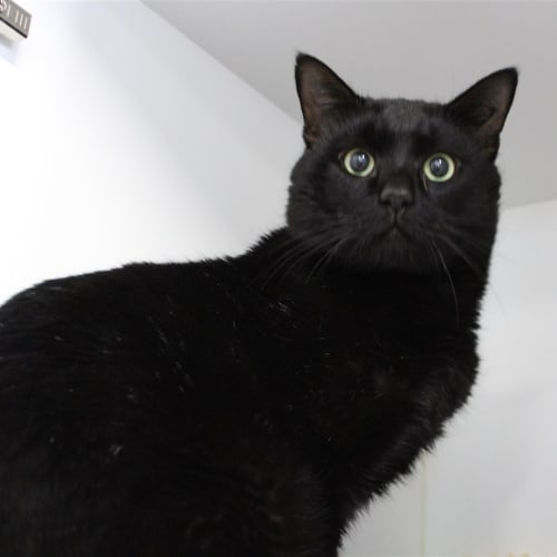 Vader
