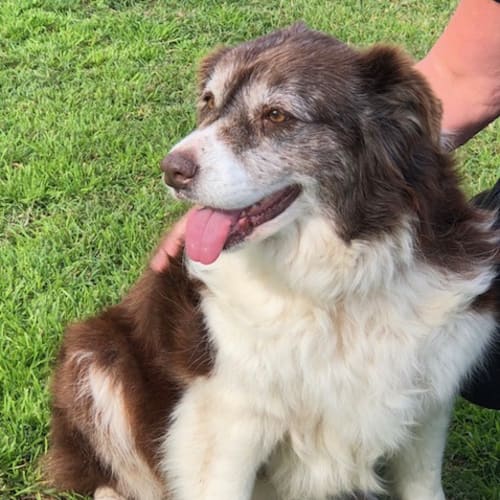 Katie ~ Border Collie (on trial 8/7/2018)