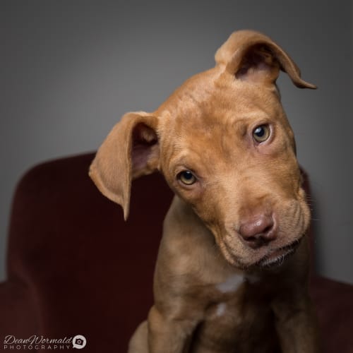 Stella ~ Mastiff x (on trial 17/7/18)
