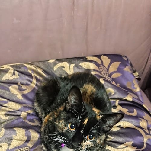 Josephine 