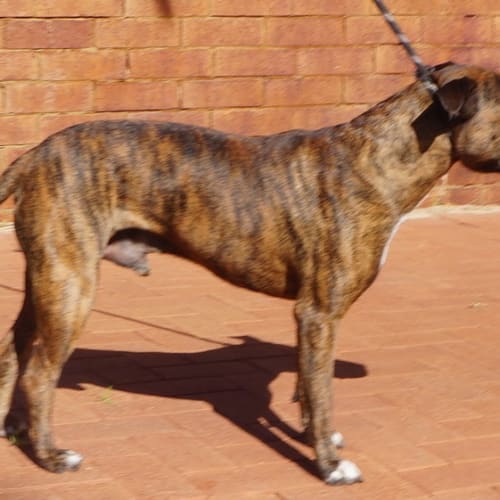 Duke