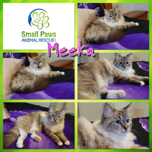 Meeka