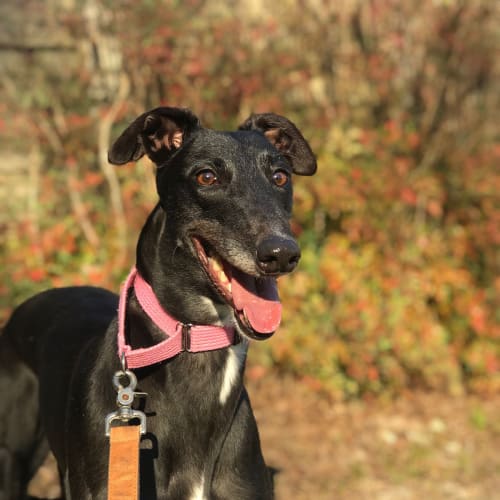 Lucy (Adoption Pending)