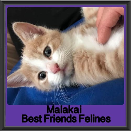 Malakai 