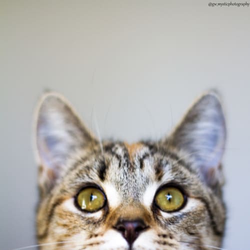 Freya