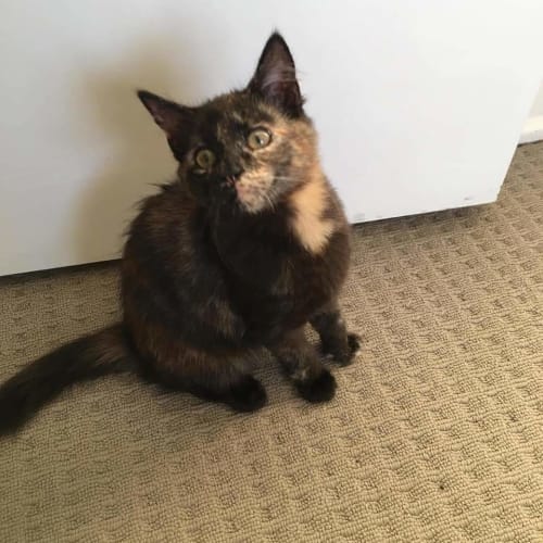 Tammy