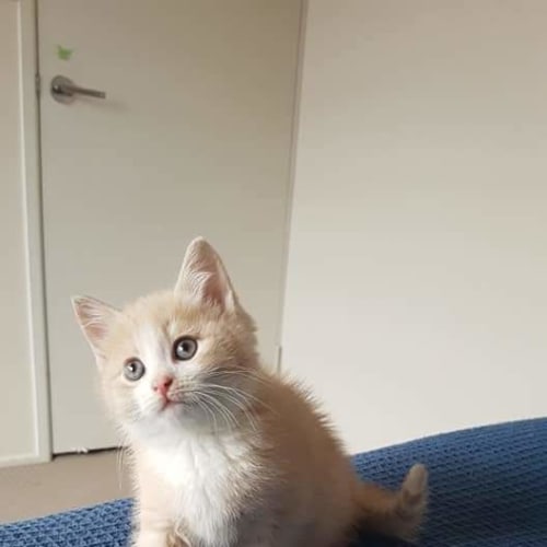 Leo