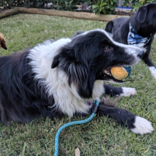 Buster ~ Border Collie (on trial 4/5/18)