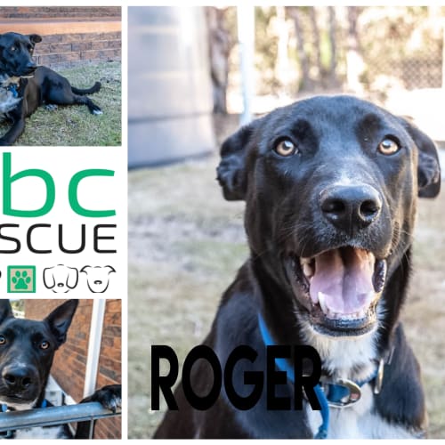 Roger (Attending The Big Adopt Out)