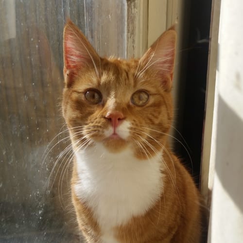 Jasper
