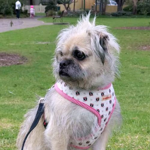 Wicket
