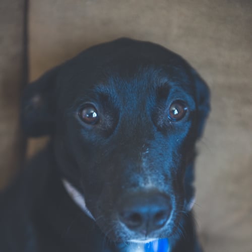 Tara ~ Kelpie X (on trial 29/10/2018)