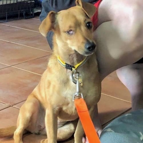 Olive - D3910 - Adoption Pending