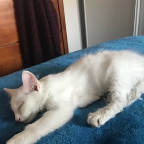 Chloe
