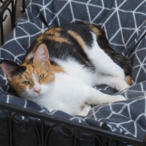 Lulu