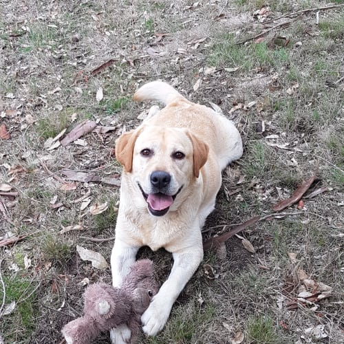 Koda