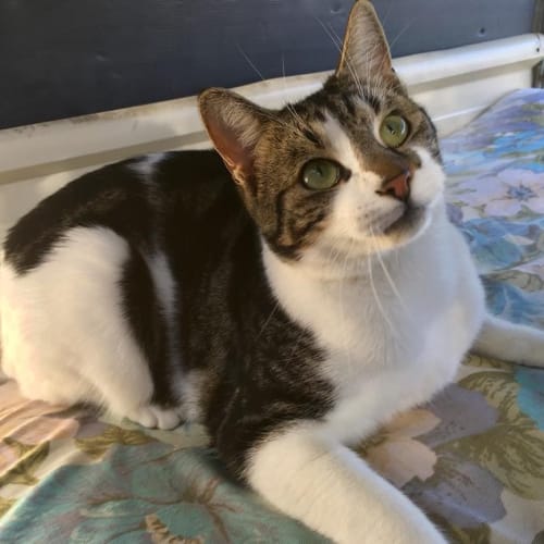 Basil