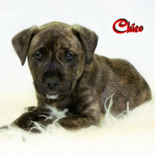 Chico 