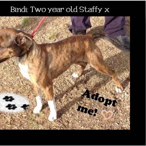 Bindi ~ 2yo Staffy, girl