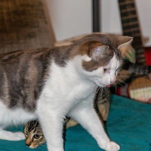 Winston ~ Kitten, 5months old (on trial 5/9/18)