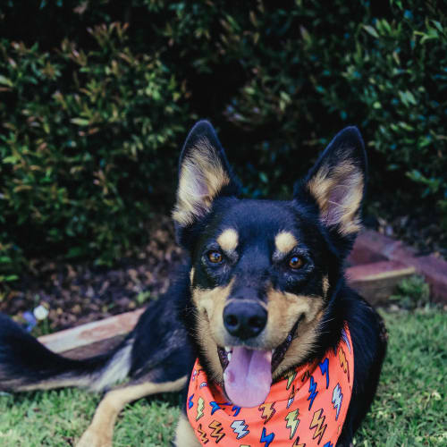 Tim ~ 2 year old Kelpie X (on trial 7/8/18)