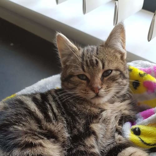 Simon