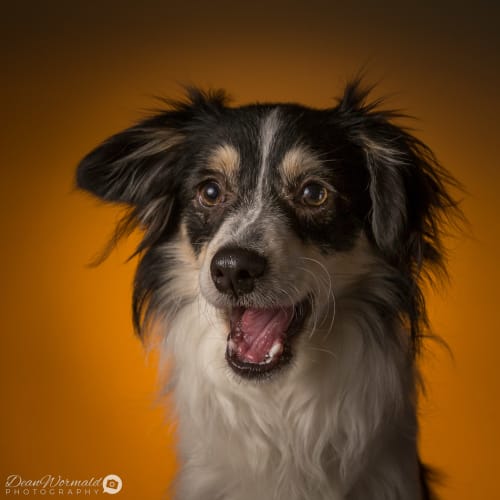 Mickey ~ Miniature Collie x Foxy (on trial 14/7/1)