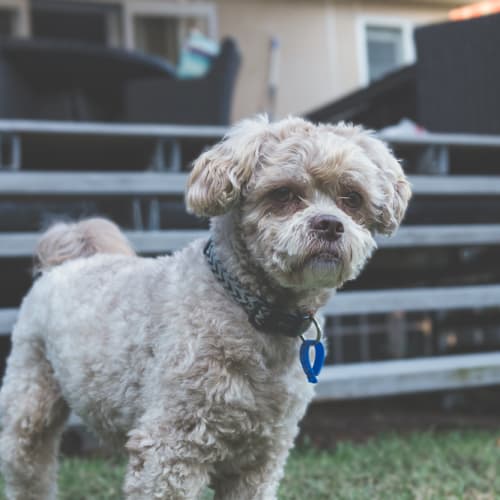 Kodie ~ Maltese x Poodle (on trial 12/7/2018)