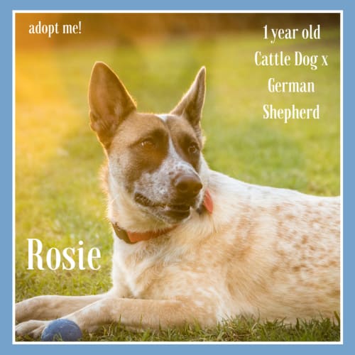 Rosie ~ Cattle Dog x Shepherd (on trial 12/8/18)