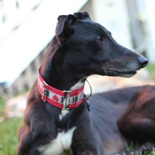 "Chilli", Fiery Devotion. Brisbane
