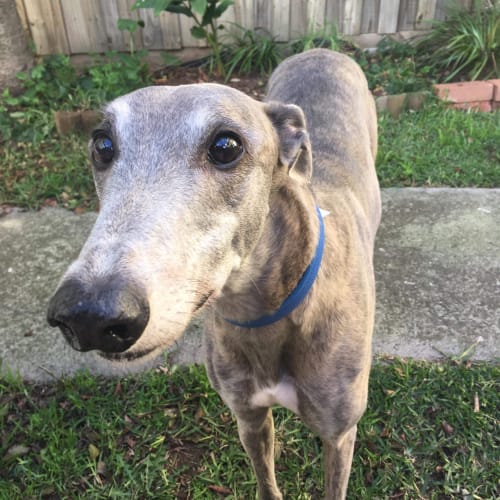 “Barney”, Big Boofy Blue Brindle. Melbourne