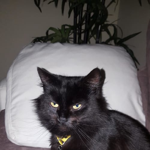 Ebony