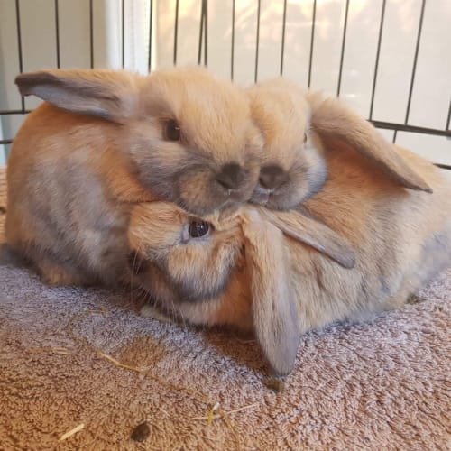 4 male lops