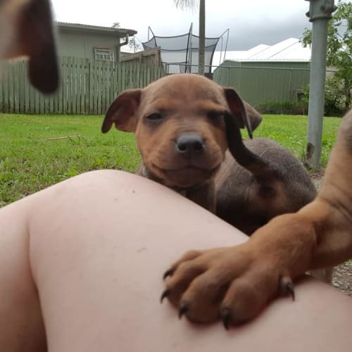 Riddle  **Adoption Pending**