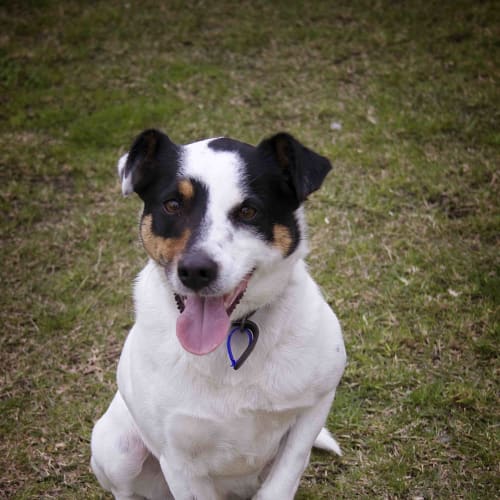 Spot~Border Collie Jack Russell (on trial 28/7/18)