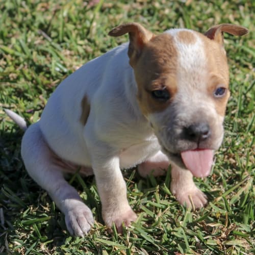Dottie