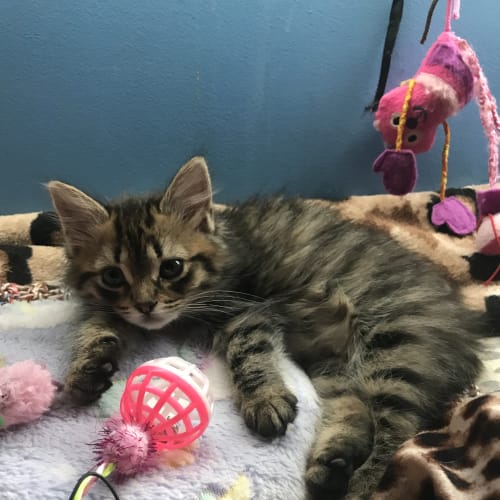 Mabel the sweetest fluffball kitten!